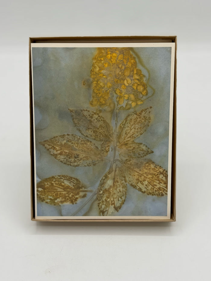 5 Artist's Garden Boxed Cards and Envelopes