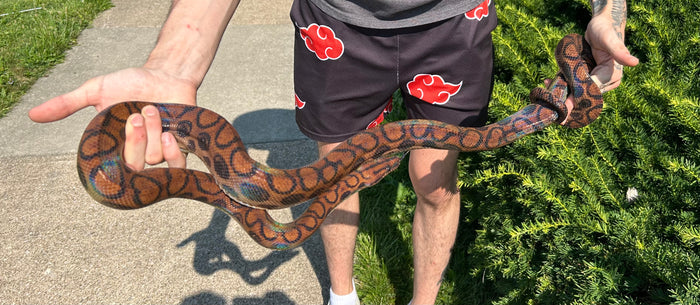 Adult Brazilian Rainbow Boa (Male 2)