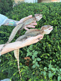 Adult Double-Crested Brown Basilisk