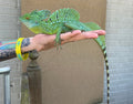Adult Green Basilisk (Male 2)