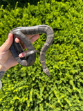 Adult Puff-Faced Water Snake