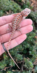 Baby Blue-Bar Leatherback Bearded Dragon (1)