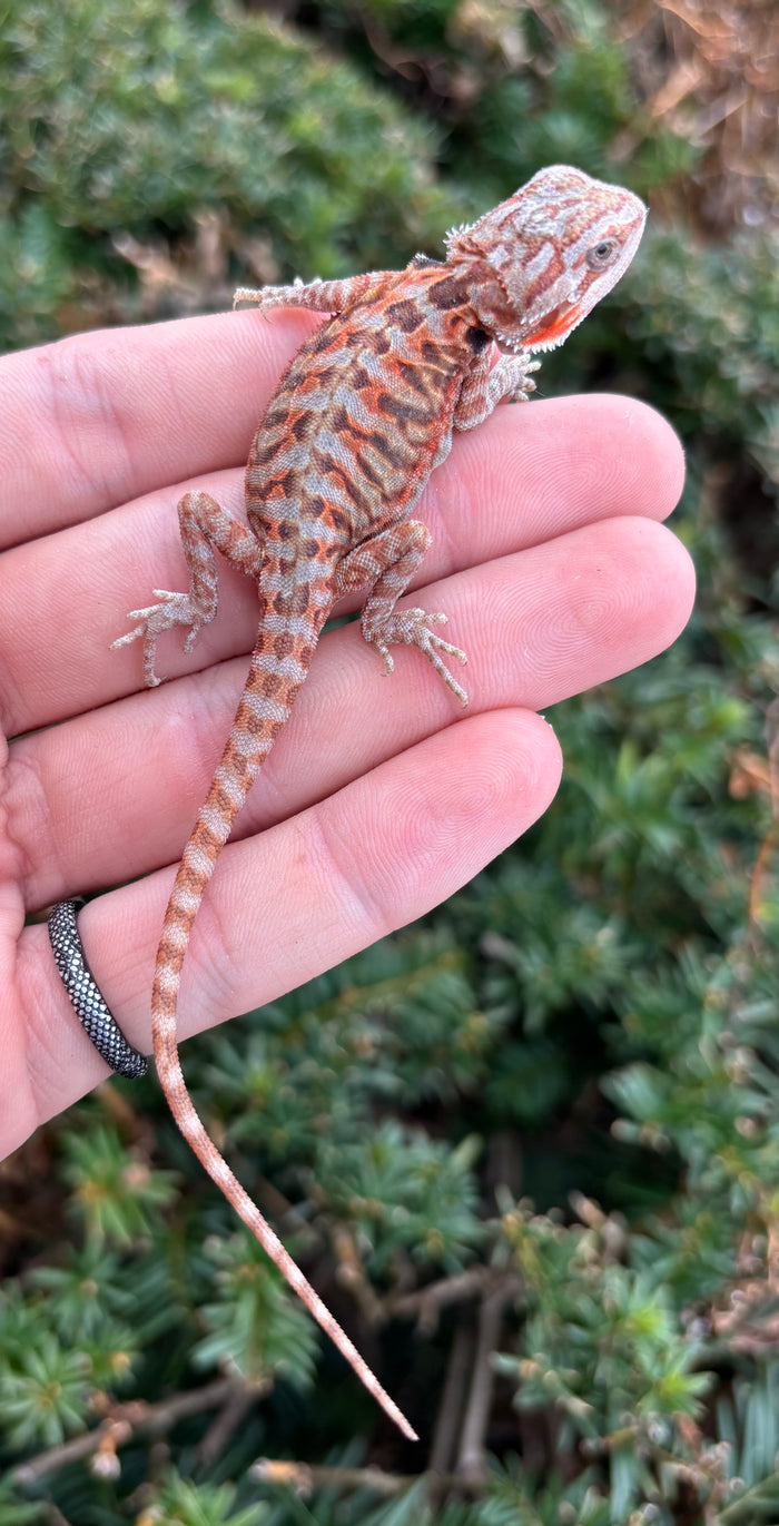Baby Blue-Bar Leatherback Bearded Dragon (1)