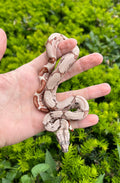 Baby Super Hypo Columbian Red-Tailed Boa Constrictor