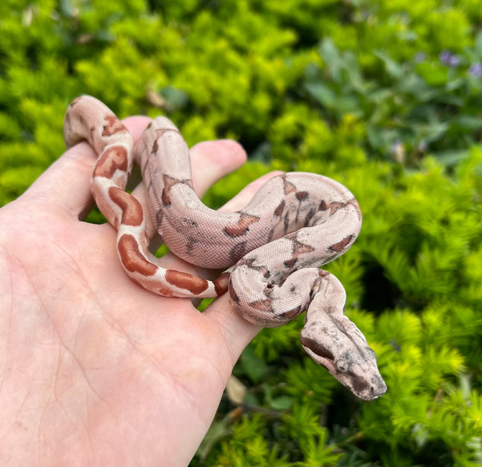 Baby Super Hypo Columbian Red-Tailed Boa Constrictor