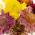 Gerbera Multi Color Farm Mix Close Up - Image