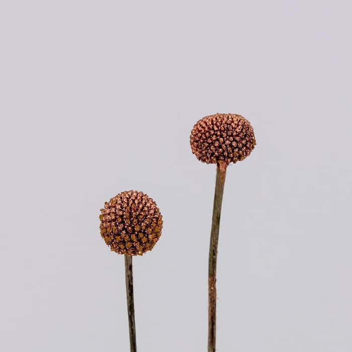 Bronzed Rose Gold Craspedia Billy Ball Stem - Image