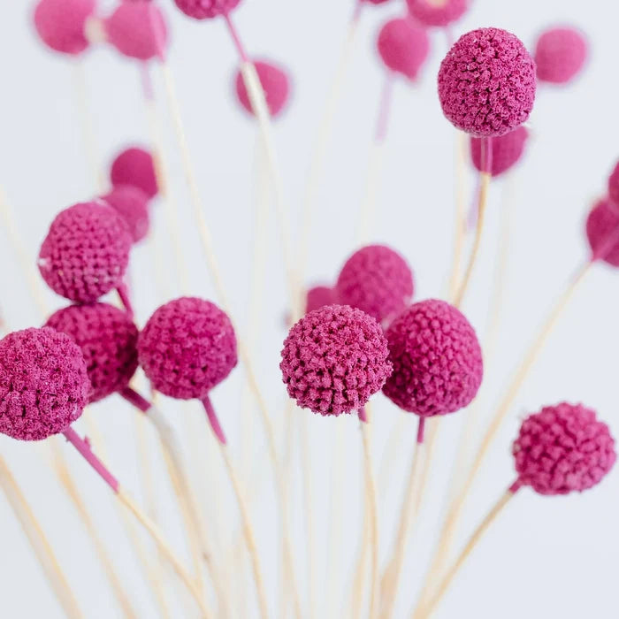 Pink Dried Craspedia Billy Ball Close Up - Image