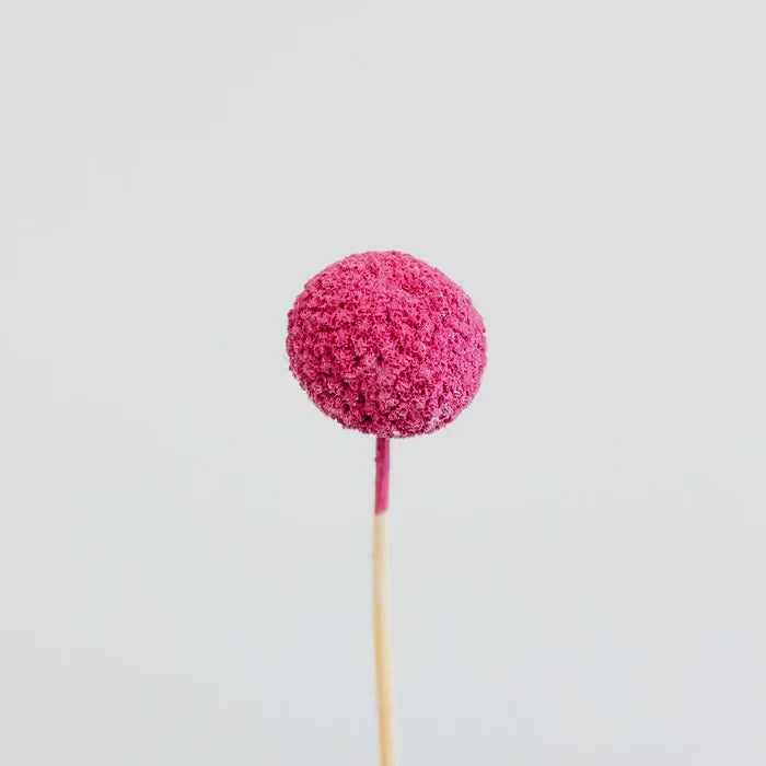 Pink Dried Craspedia Billy Ball Stem - Image