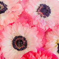 Light Pink Levante Anemones Close Up - Image