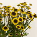 Santini Girasol Close Up - Image