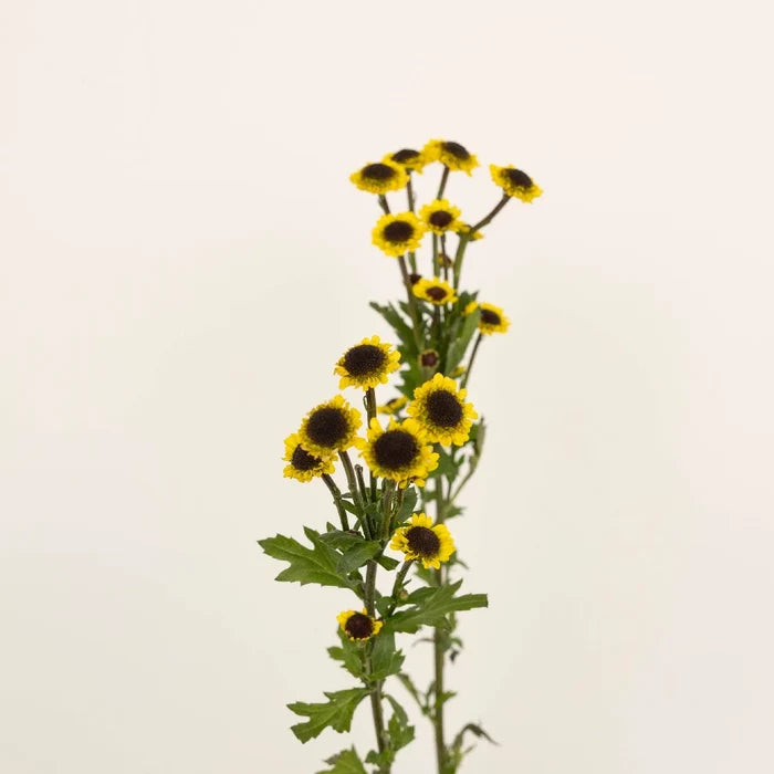 Santini Girasol Stem - Image