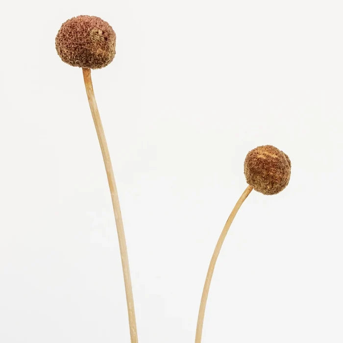 Mocha Dried Craspedia Billy Balls