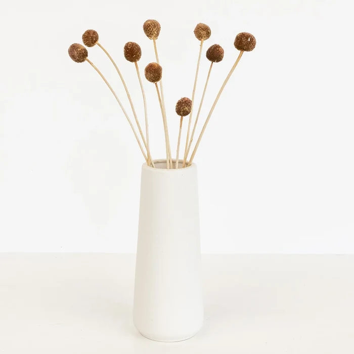 Mocha Dried Craspedia Billy Balls