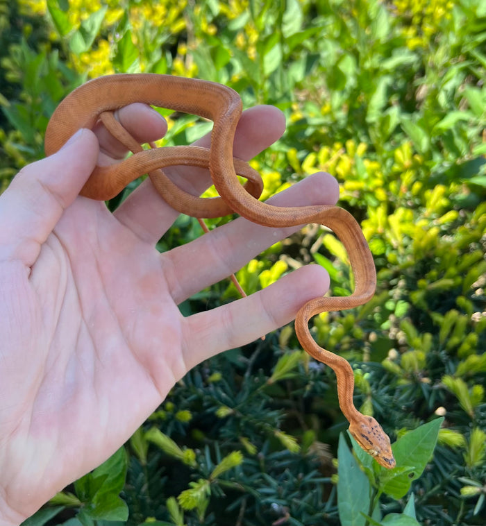 Orange Amazon Tree Boa (Male 1)
