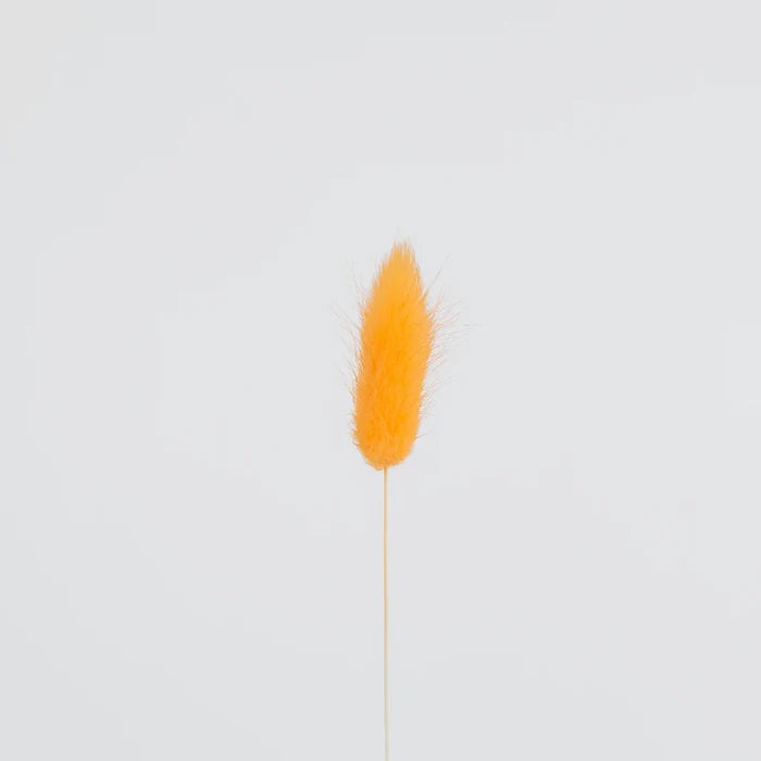 Rustic Orange Dried Bunny Tails Stem - Image