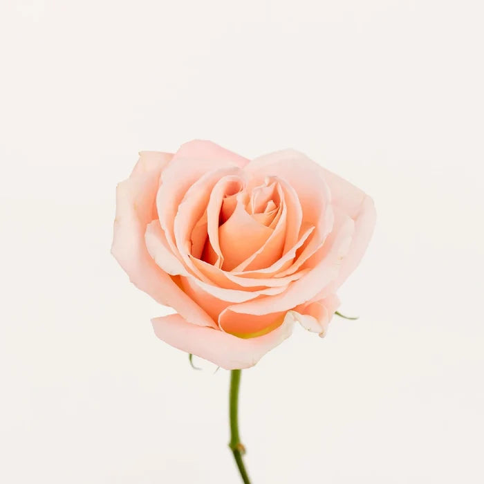 Cleo Roses Stem - Image