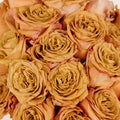 Pumpkin Spice Garden Rose Close Up - Image
