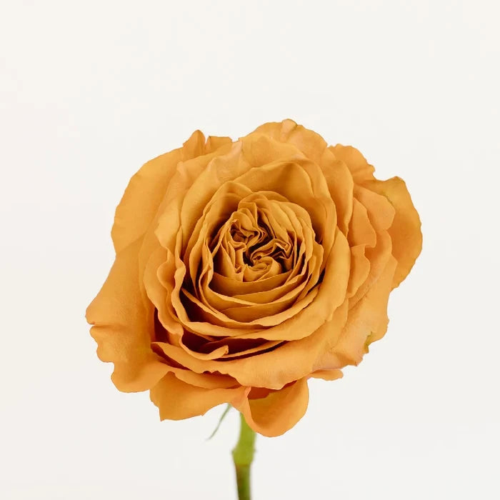 Pumpkin Spice Garden Rose Stem - Image