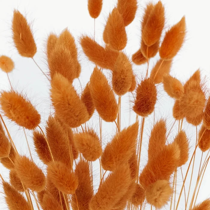 Rustic Brown Dried Bunny Tails Close Up - Image