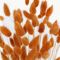 Rustic Brown Dried Bunny Tails Close Up - Image
