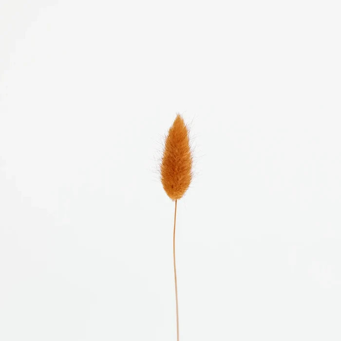 Rustic Brown Dried Bunny Tails Stem - Image