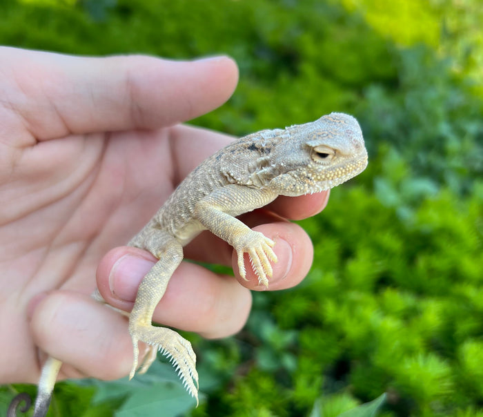Secret Toad-Headed Agama