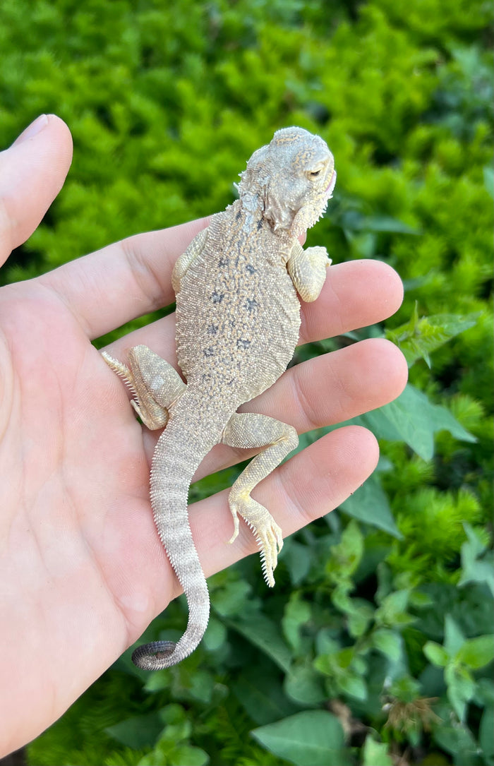 Secret Toad-Headed Agama