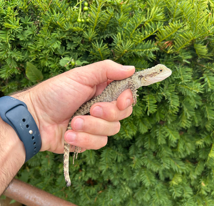 Small Australian Water Dragon (nip-tail 3)