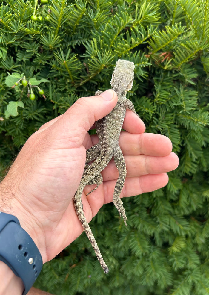 Small Australian Water Dragon (nip-tail 3)