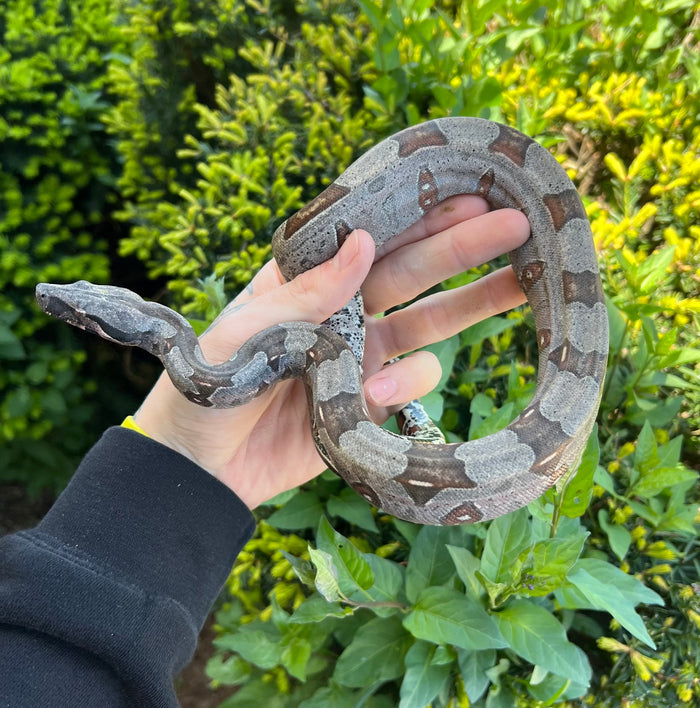 Small Guyana Boa (Male 2)