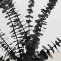 Tinted Black Metallic Baby Eucalyptus Close Up - Image