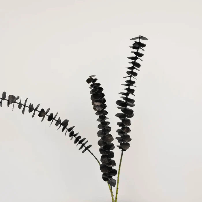 Tinted Black Metallic Baby Eucalyptus Stem - Image