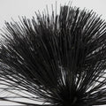 Tinted Black Papyrus Close Up - Image